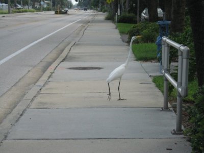 birdongulfblvd copy